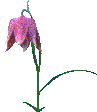 AG00001_.gif (4995 ֽ)